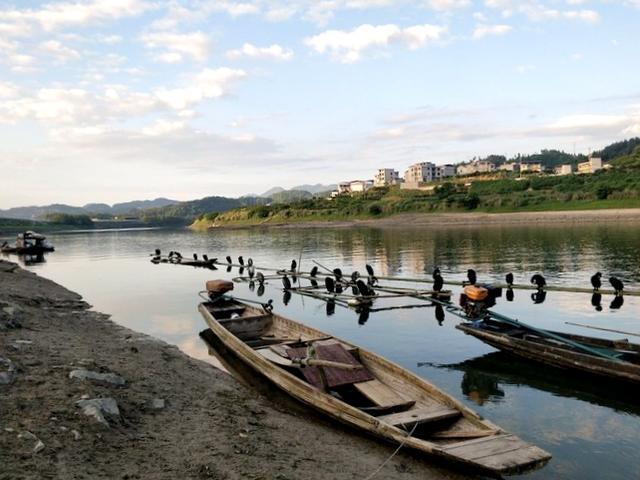 酉水河上的船与鸬鹚
