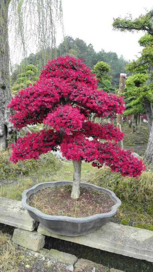 造型红花继木
