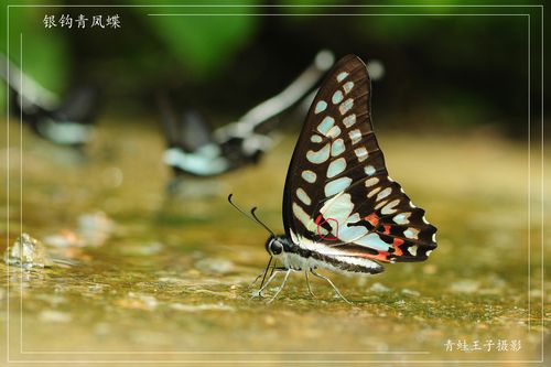 蝴蝶中的"双胞胎"(二)
