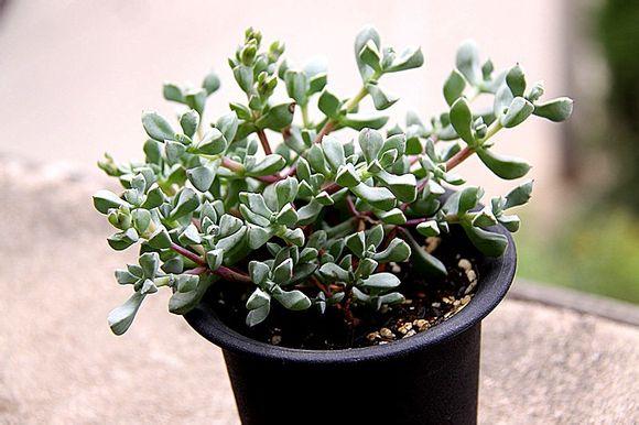 白凤菊繁殖方法 白凤菊养护管理知识