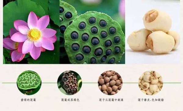 建莲| 岁产贡莲,千年飘香