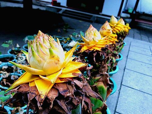 我见佛教之圣花----地涌金莲