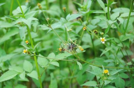 鬼针草有什么功效与作用 什么是鬼针草