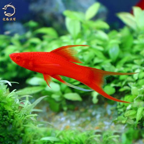 草缸红双剑孔雀观赏鱼群游小型灯科鱼红剑热带鱼红箭快递死亡包活