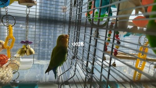 绿金面小老弟儿_牡丹_手养牡丹鹦鹉_宠物_宠物其他