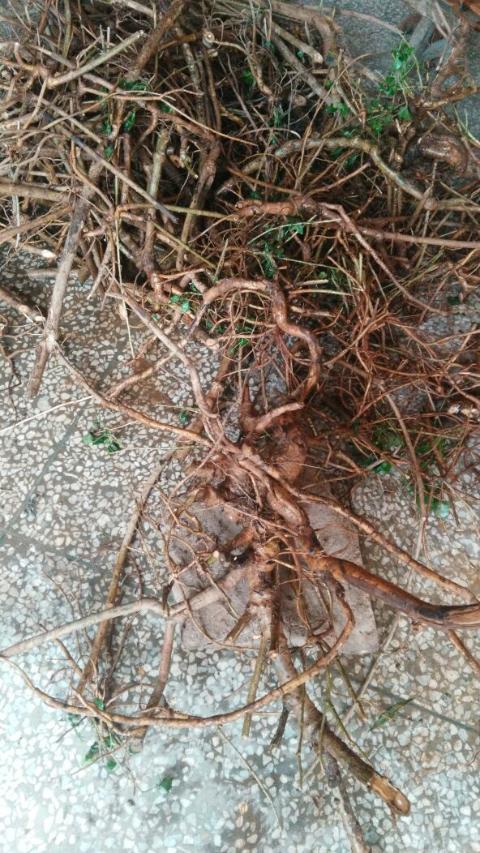 晒干 深山采挖的苦刺根 狼牙刺 苦刺 三叶苦刺 三叶刺