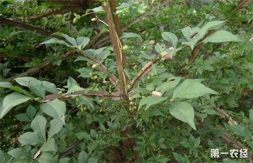 如何种植好鬼箭羽药材