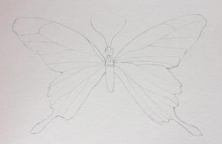蝴蝶简笔画彩铅板