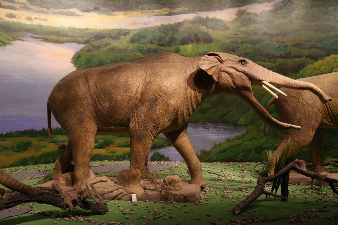 消逝的动物档案:铲齿象简介