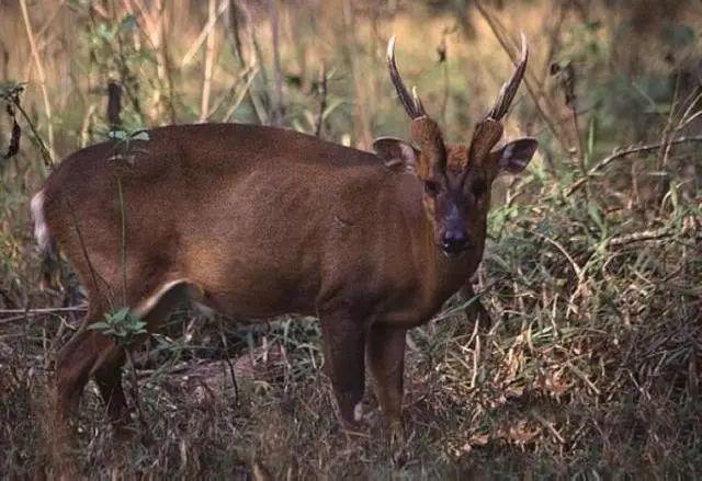 【生态检察】全市首例野生动物保护行政公益诉讼案听证会在庆元召开