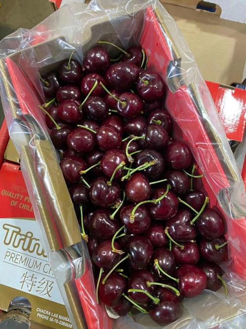 智利纯宾种车厘子