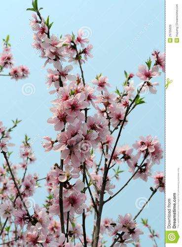 桃子开花