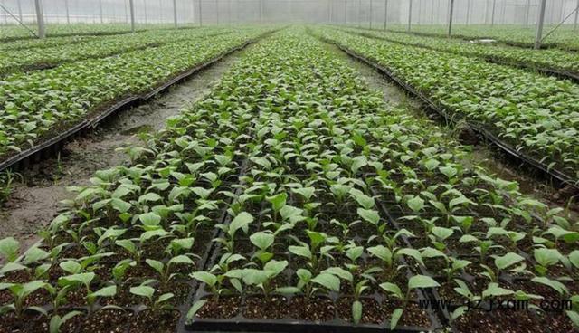 农业致富种植技术茄子种植管理月历