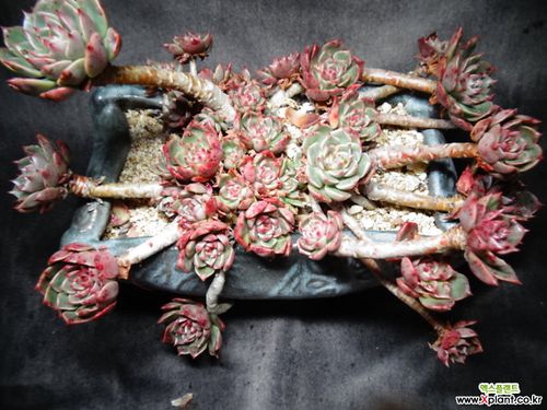 奥利维亚(一体) 多肉植物