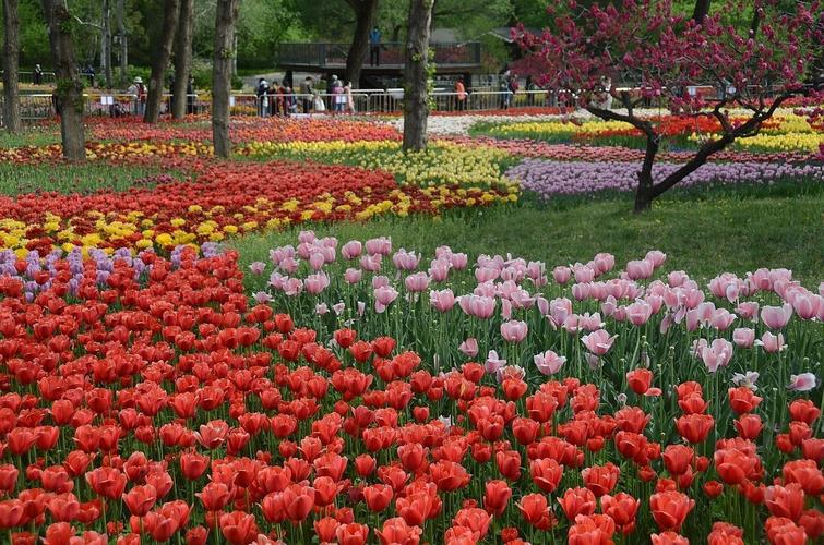 国家植物园郁金香美景