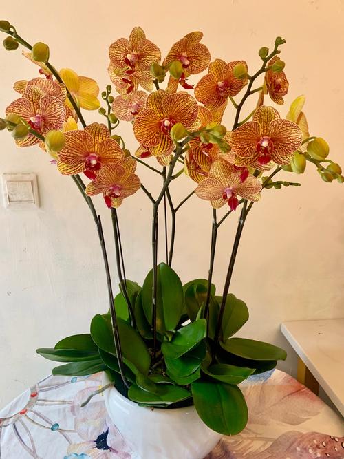 翩翩飞舞蝴蝶兰