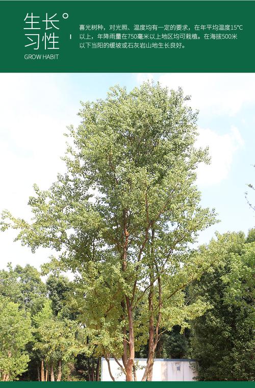 湖南丛生乌柏树苗基地批发大乌柏树绿化工程用树行道树丛生乌柏树