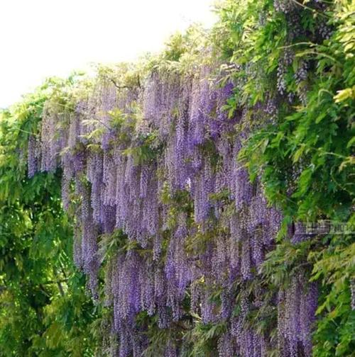 紫藤品种介绍,多季节开花和粉色紫藤有哪些你知道吗?