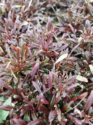 紫叶山桃草-山桃草-芳青花卉苗