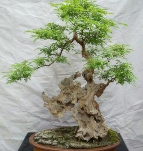 山上黄荆树桩,简单几个步骤,就能养成古朴苍劲的盆景