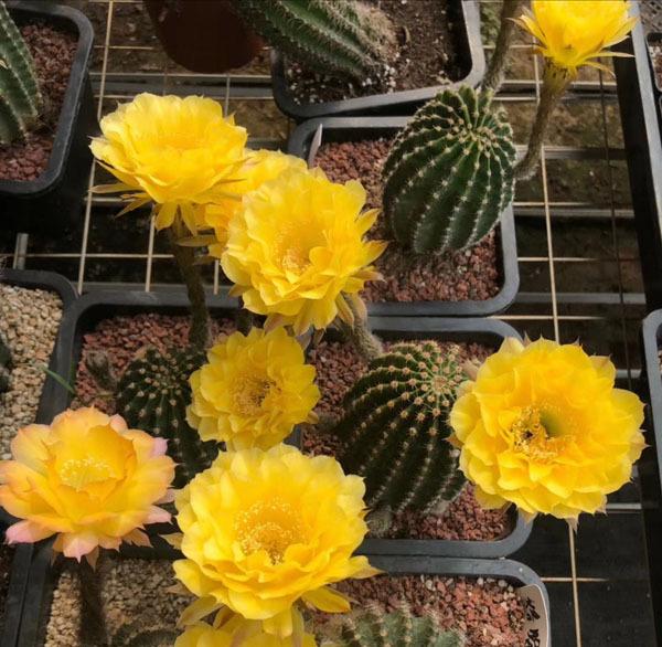 购客6厘米直径仙人球植物 席克氏彩草娇媚 开花球 仙人球开花超大
