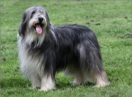 古牧犬