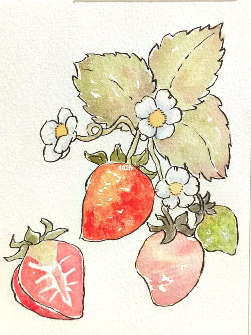 水彩画草莓_水彩画_草莓_绘画_自学水彩_兴趣爱好_绘画