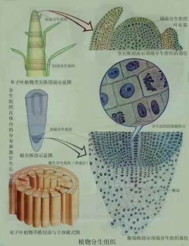 植物分生组织