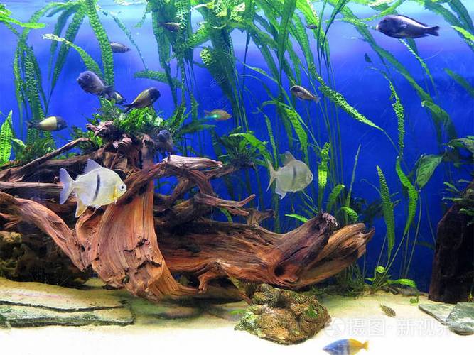 珊瑚礁海洋生物彩色热带鱼水族馆