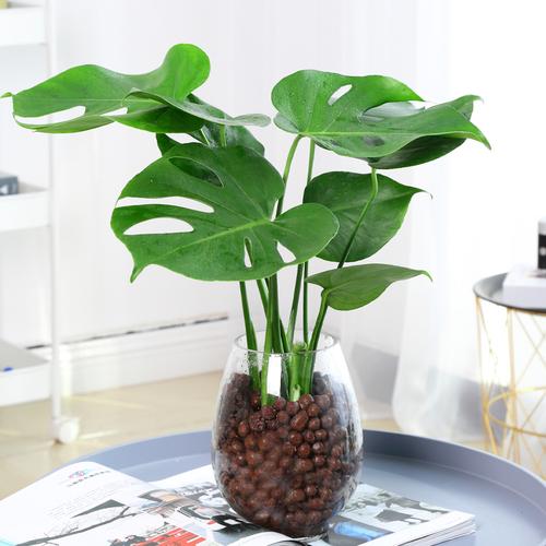 龟背竹大型盆栽绿植室内客厅吸甲醛净化空气四季常青大叶水培植物视频