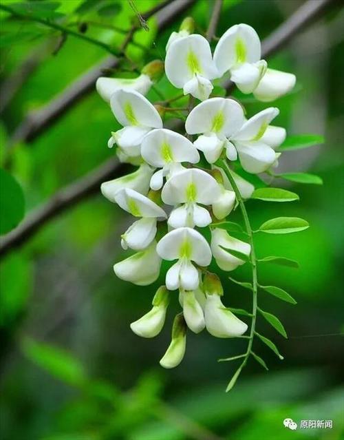 德孝中华周刊文摘:槐花赋