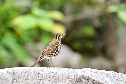 豹纹图片_豹纹图片大全_全景网