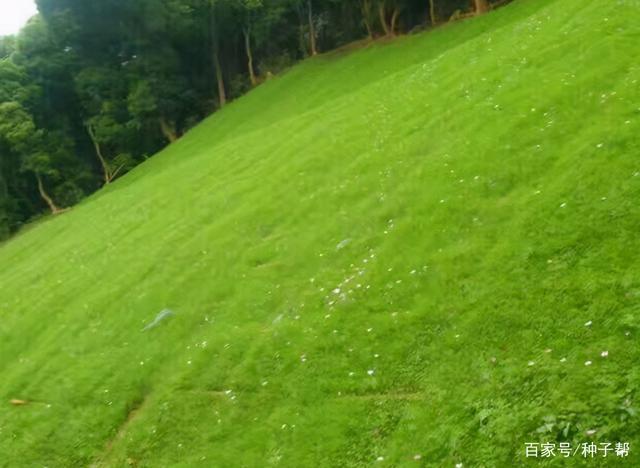 同样是护坡草,为什么高羊茅这么出色?在边坡如何播种