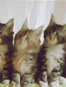 抖音三只猫咪摇头表情包图片