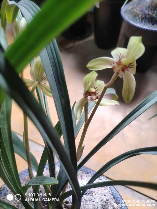 春剑(天府荷)-春剑篇-中国兰花交易网社区