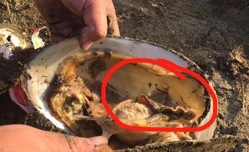 小伙发现一个地方满地都是篮球大小的河蚌里面竟然有野生珍珠
