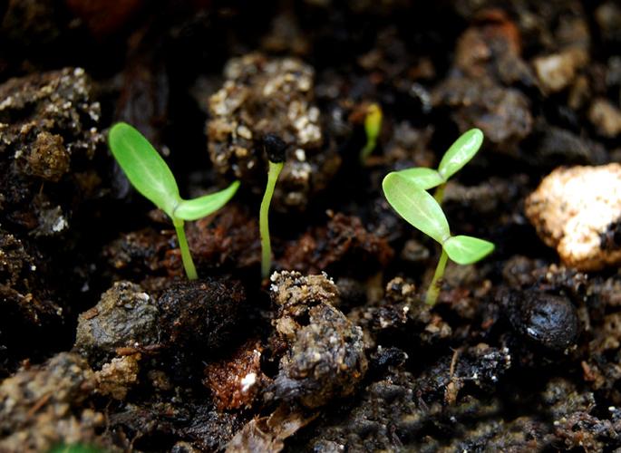 蔬菜日记——辣椒发芽了