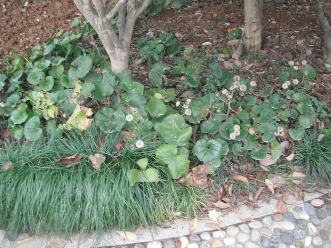 这个是大吴风草吗?