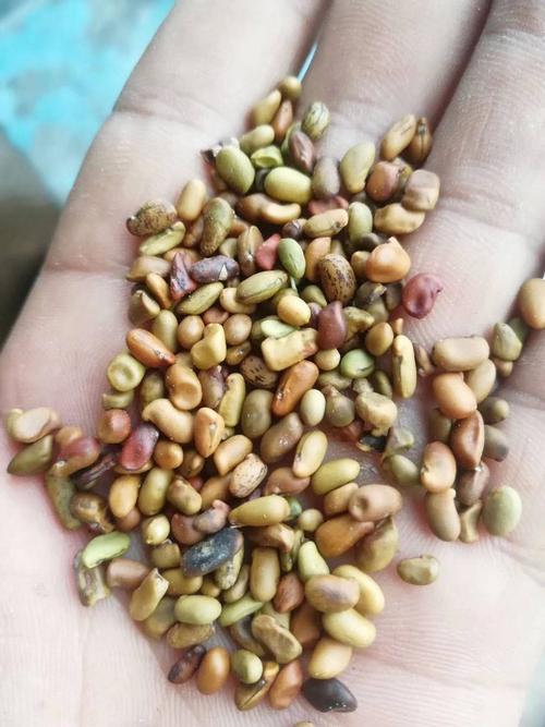 柠条种子 柠条籽