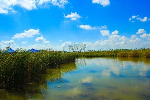 盐城丹顶鹤湿地公园
