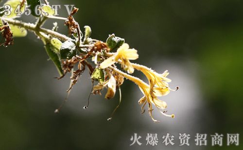 金银花枯萎病