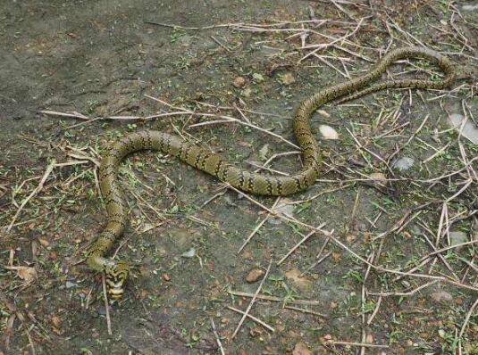 横斑锦蛇图片横斑玉斑蛇图片大全