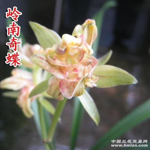 建兰岭南奇蝶 四苗