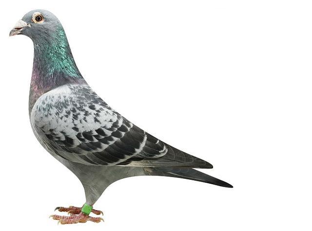 享誉世界的詹森信鸽