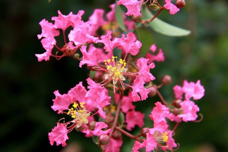 贵阳市的市花是什么?