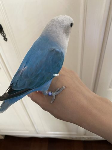 家庭新成员～ 蓝闪～_鹦鹉_牡丹_手养牡丹鹦鹉_宠物