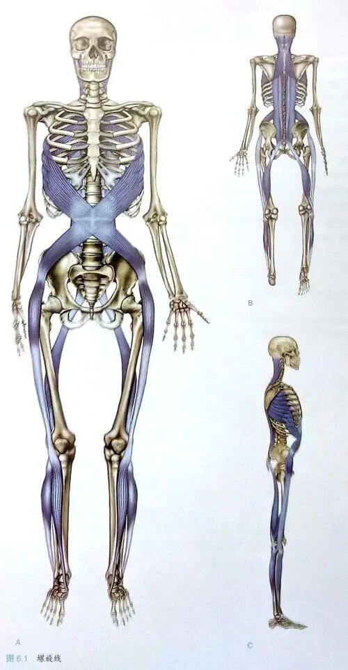 牵一发而动全身筋膜链揭晓人体病痛源头