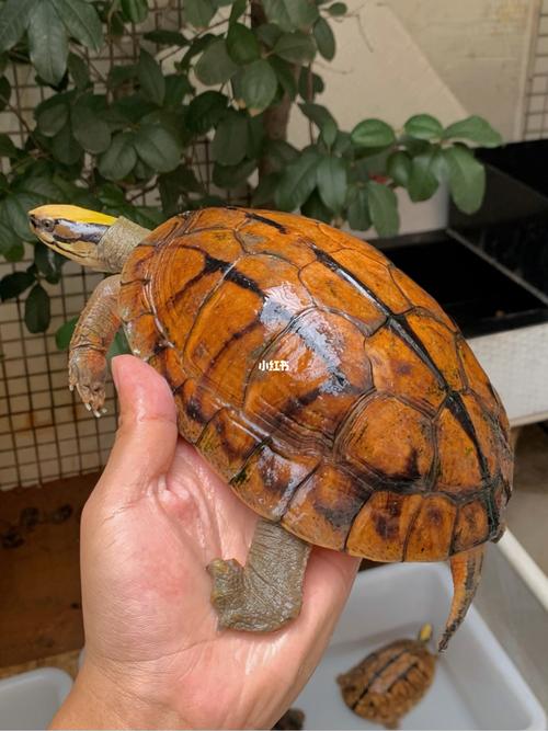 海南种金钱龟_海南_宠物_宠物其他