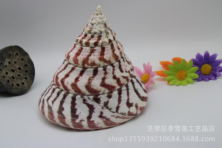 高度10-12厘米特大马蹄螺 红塔螺 天然贝壳海螺 地中海家居装饰