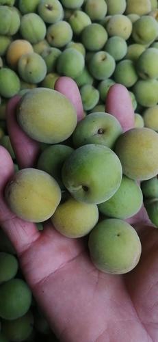 品种名:大青梅 品种名:大青梅 单果重:15-20g 货品包装:袋装